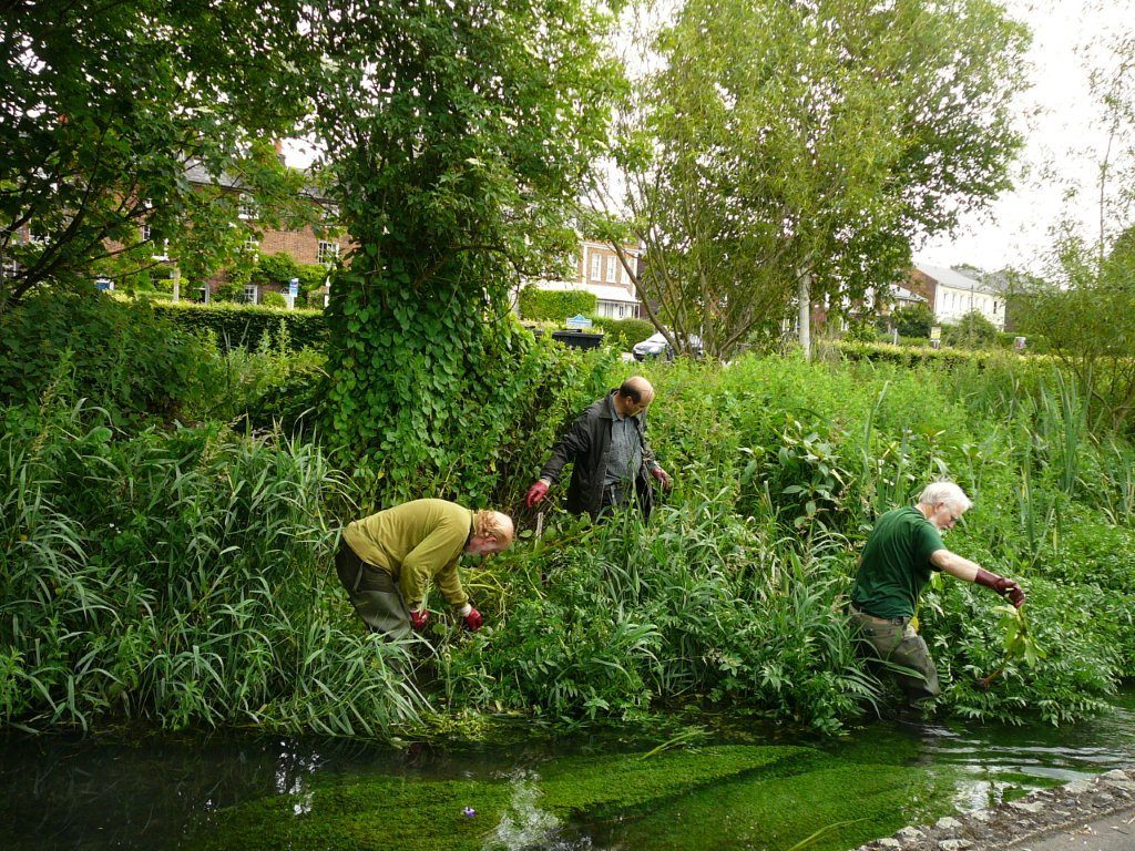 Balsam clearance 2012