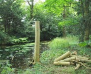 Tree management, River Wye