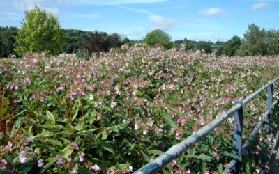 Good News – Not much balsam bashing needed this year