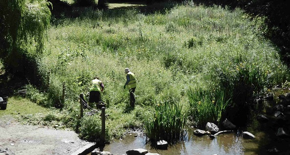 Holywell Mead wetland area