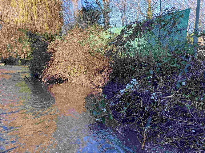 Tennis Club bankside before cutting back excess vegetation