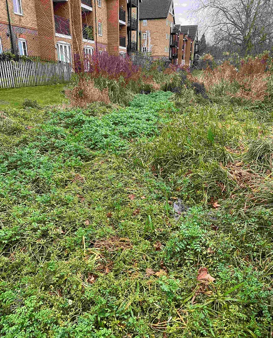 Before clearance of in-stream vegetation Before clearance of in-stream vegetation
