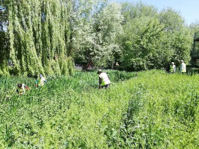 Volunteers in action in Desborough Park.