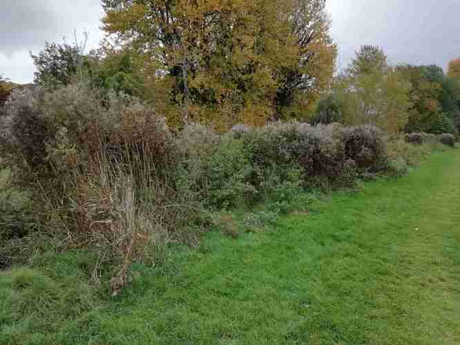 View of excess bankside vegetation before cutting back View of excess bankside vegetation before cutting back