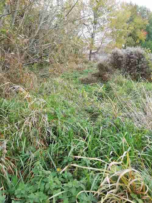 North channel before removal of vegetation North channel before removal of vegetation