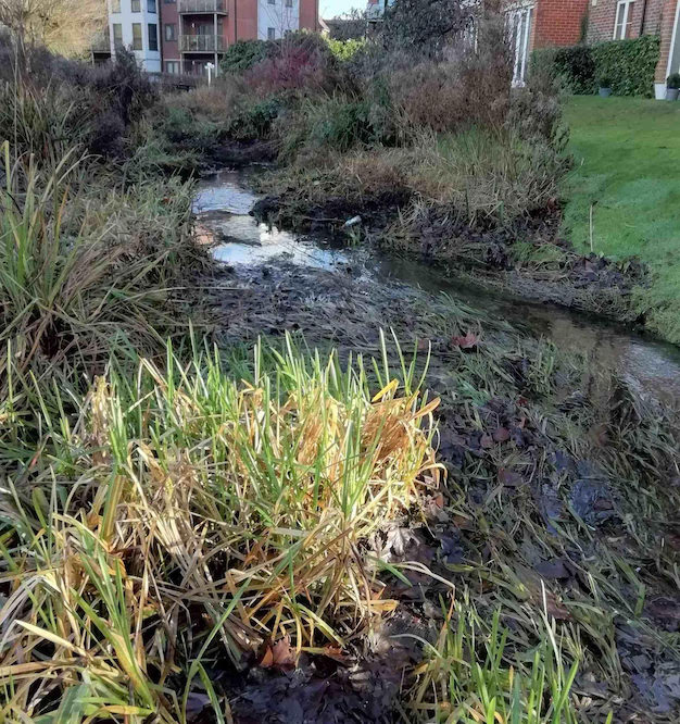 The stream before removing invasive vegetation The stream before removing invasive vegetation