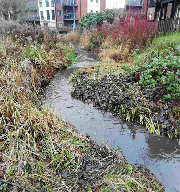 The stream after removing invasive vegetation The stream after removing invasive vegetation