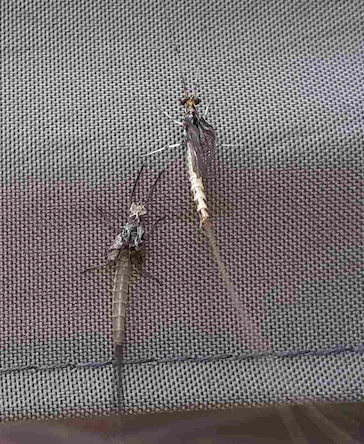 Ephemera Danica, the Green Drake mayfly sub-imago (immature adult) on the left and imago (fully mature adult) on the right, still to fully expand its wings.