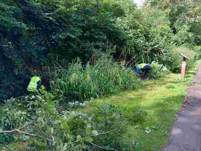 Volunteers cutting back vegetation allowing light to the river Volunteers cutting back vegetation allowing light to the river