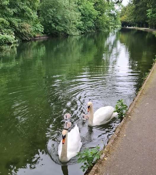 Swans with cygnets on the Dyke