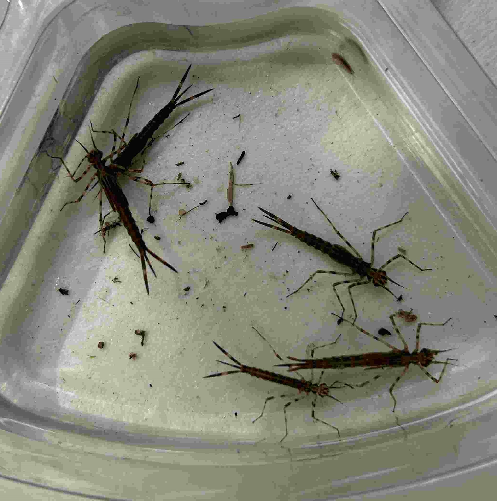 Display of damselfly nymphs Display of damselfly nymphs