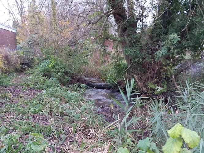 Bankside and stream cleared Bankside and stream cleared