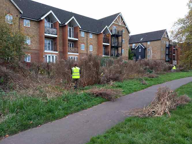 Bank view showing vegetation to be removed Bank view showing vegetation to be removed