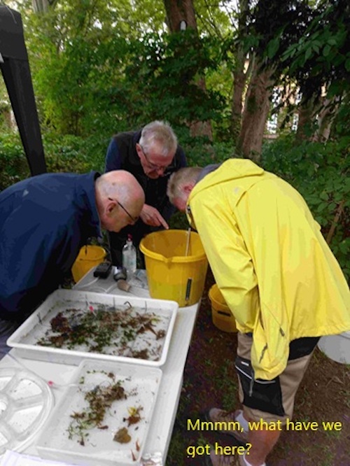 Wildlife from the River Wye and volunteers reviewing the catch.