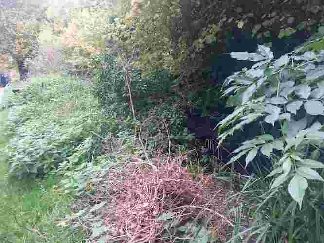 Overgrown vegetation before clearing Overgrown vegetation before clearing