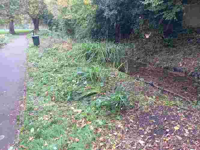 Riverside after clearing excess vegetation Riverside after clearing excess vegetation