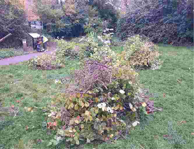 Piles of removed vegetation ready to be taken away Piles of removed vegetation ready to be taken away