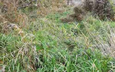 River Wye conservation at Desborough Park – Saturday 22 October 2022