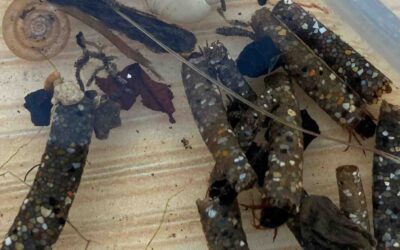 Invertebrate nymphs in the Wye and Backstream