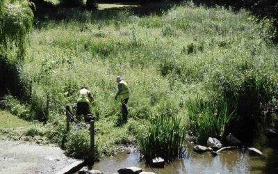 Volunteers in action on Holywell Mead Wetland