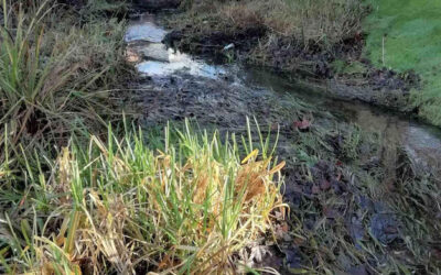 River Wye conservation at Desborough Park – Thursday 12 January 2023
